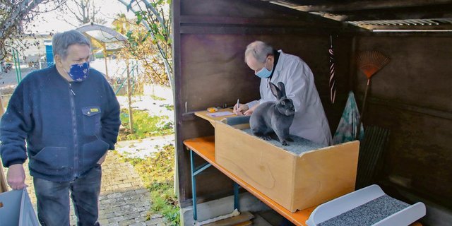 Vereinspräsident Werner Hangartner ist als Zuträger im Einsatz, während Richter Klaus Blättler am Bewertungstisch das Bewertungs-blatt für eine Blaue Rex-Zibbe ausfüllt.(Bild Roland Müller)