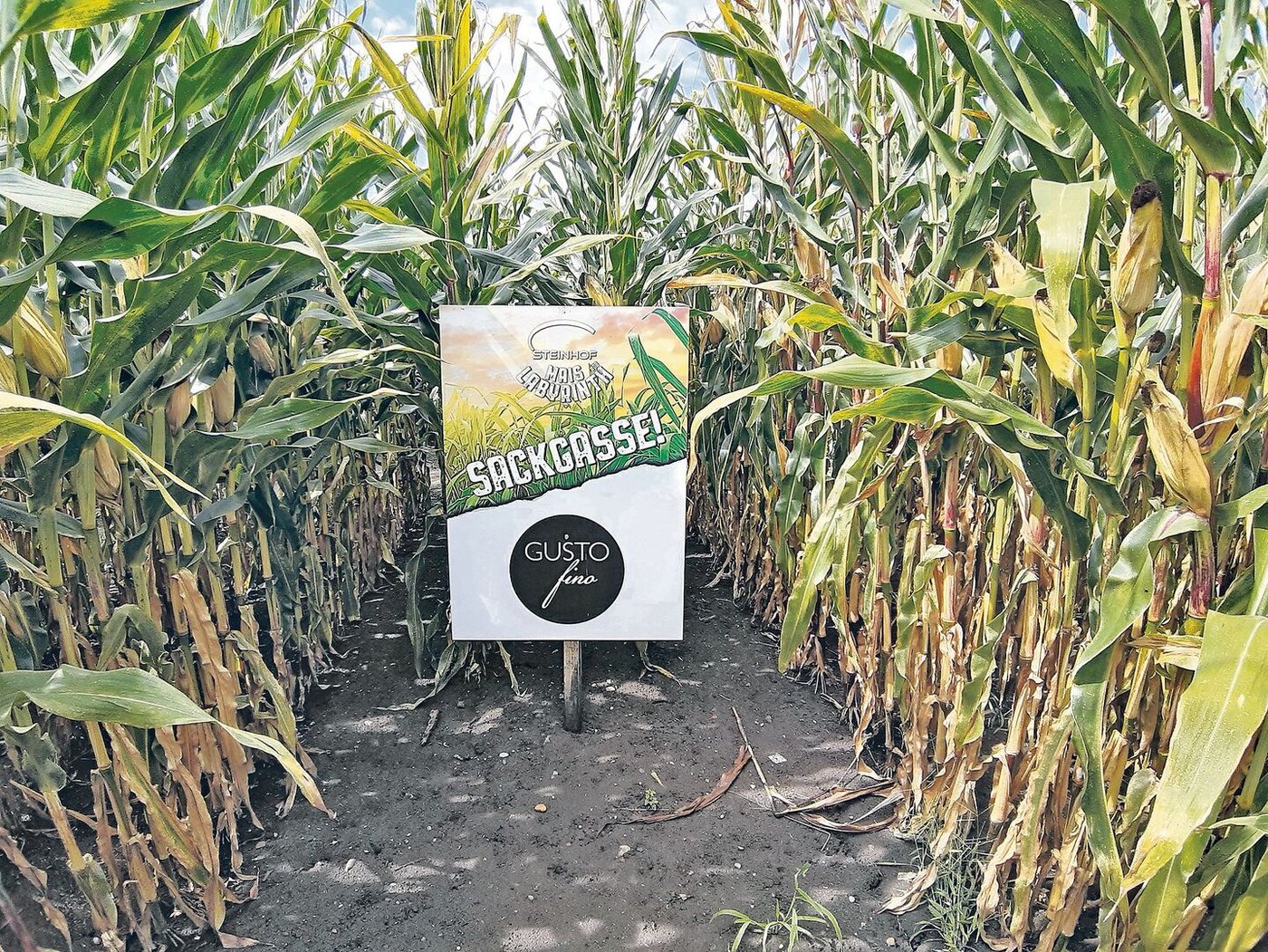 Das Maislabyrinth in Laupen beinhaltet heuer einen Lehrpfad, der von der Vielfalt der Berner Landwirtschaft handelt. Alle Info- und Quiztafeln zu finden, ist aber nicht so leicht.  