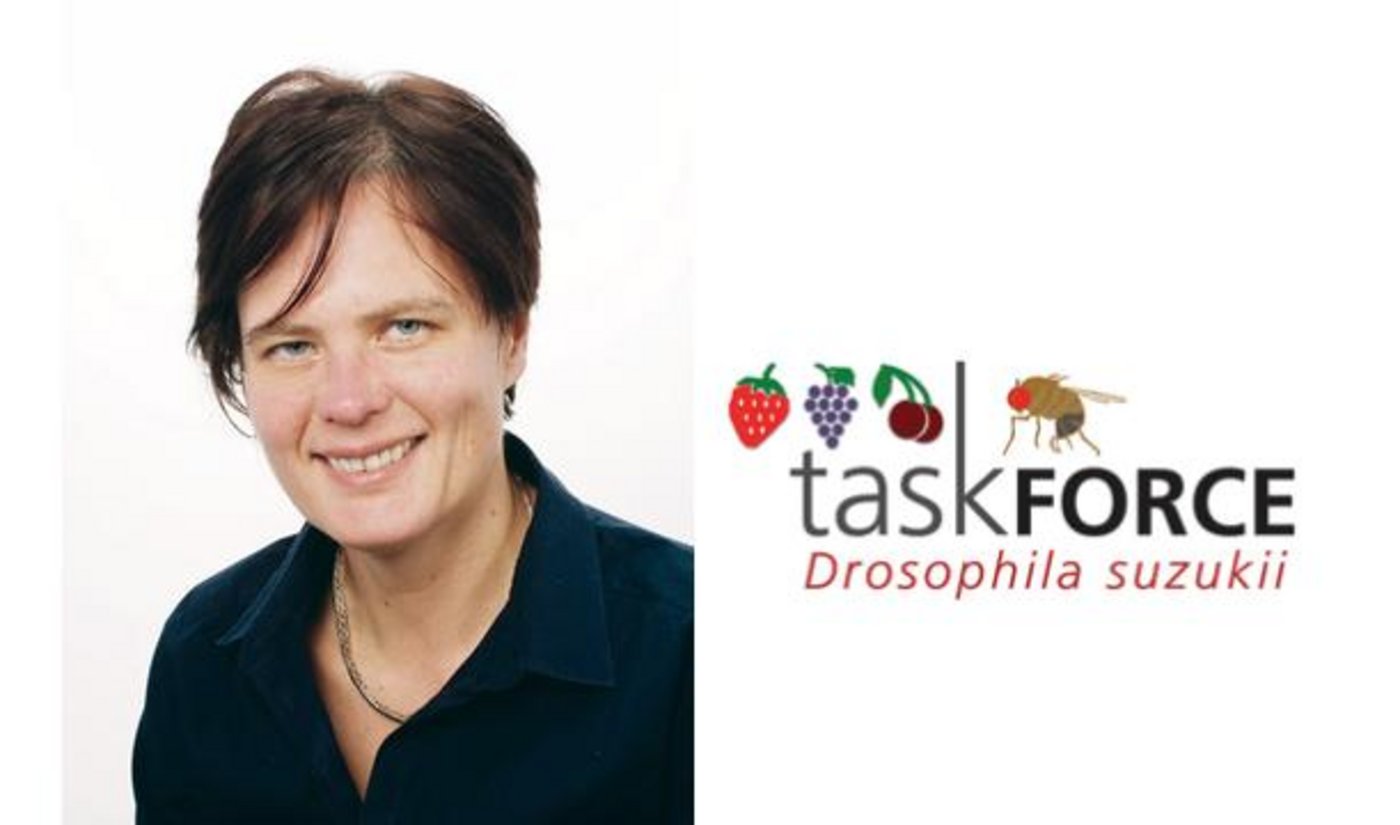 Dominique Mazzi ist die wissenschaftliche Projektleiterin der 2015 ge-gründeten Task Force Drosophila suzukii bei Agroscope. (Fotomontage jsc, Bild zVg)