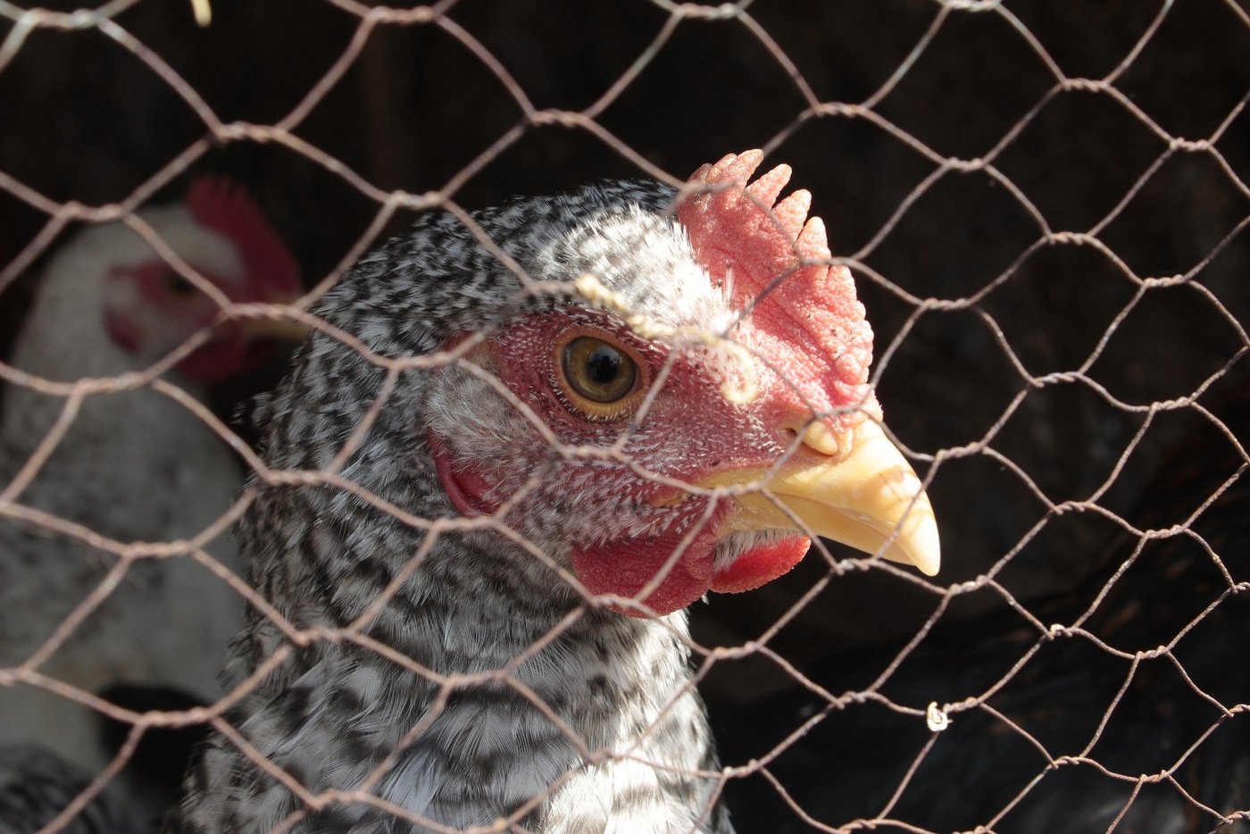 Die Initiative gegen Käfighaltung wurde vor 15 Jahren gestartet. (Symbolbild srextasagar32 / Pixabay)