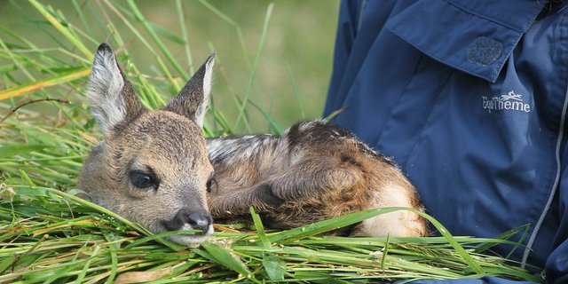 Ein Rehkitz sollte man niemals mit blossen Händen berühren – auch nicht, um es vor dem Mähwerk zu retten. (Bild zVg)