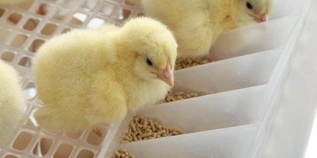 Die Küken haben direkt nach dem Schlüpfen Futter und Wasser zur freien Verfügung. (Bild zVg)