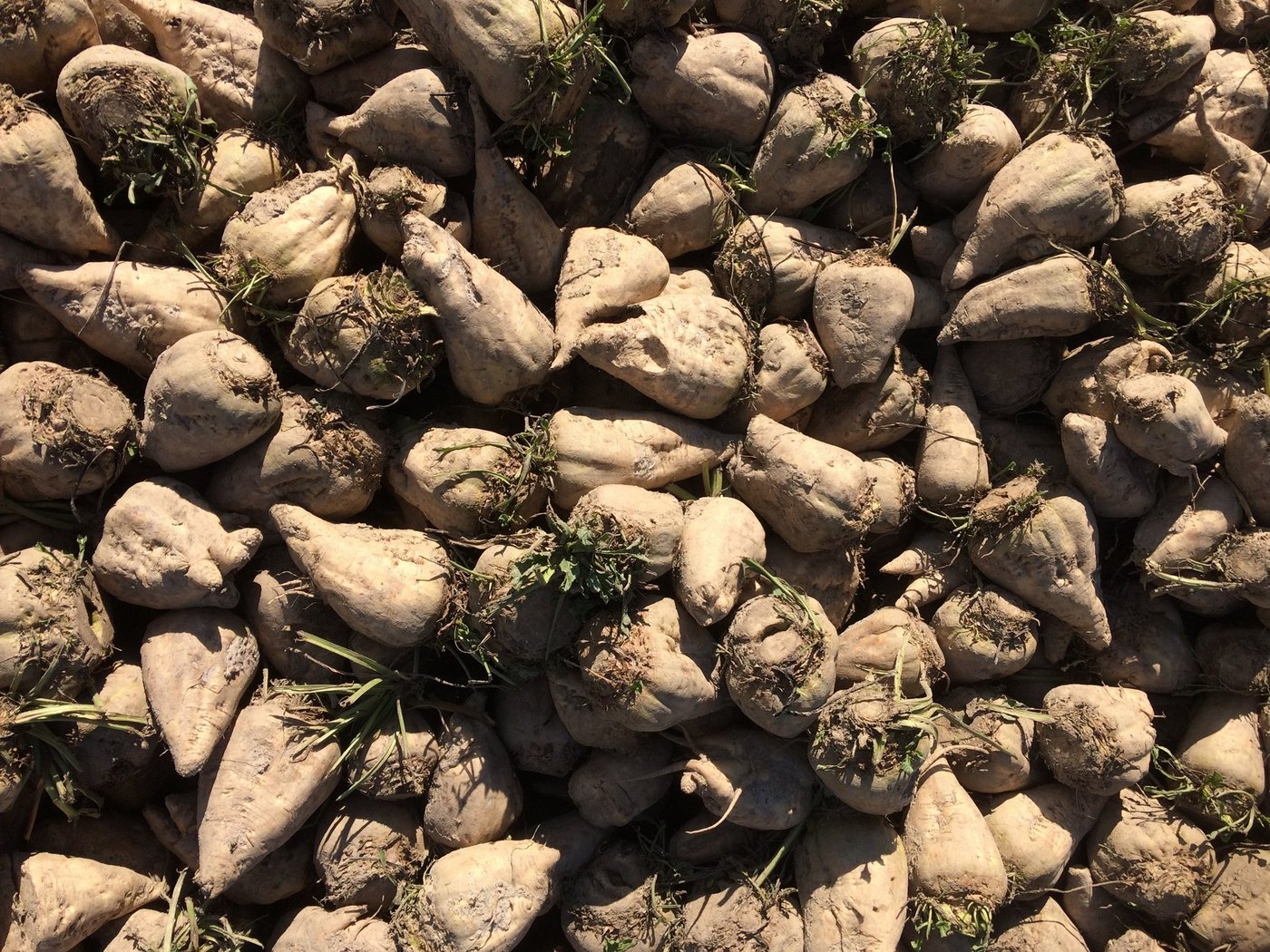 Aufgrund der Virösen Vergilbung verzeichnete der Kanton Waadt über 50 % tiefere Zuckererträge als Ostschweizer Kantone. (Bild BauernZeitung/sjh)