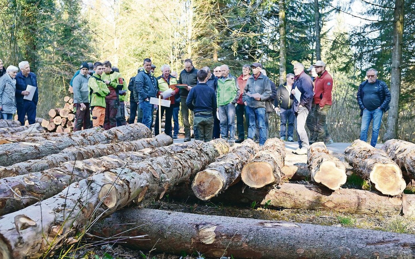 Der Aufwand für das Rüsten und den Transport hat sich in den allermeisten Fällen gelohnt: Wertholzsubmission Mitte März in Schiltwald.