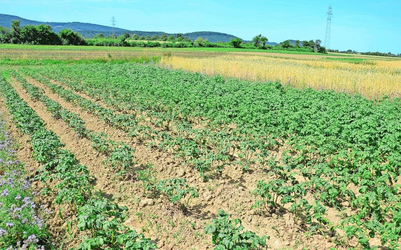 Links die ungedüngte Kontrolle: Nach Jahren ohne Zufuhr ist der Boden ausgehungert. Die Kartoffeln wachsen, aber kümmerlich.
