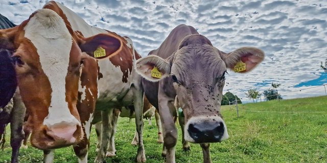 Die Migros setzt auf Wiesenmilch und will aber auch methanreduziertes Kraftfutter einsetzen. Marketing oder gar Widerspruch? 