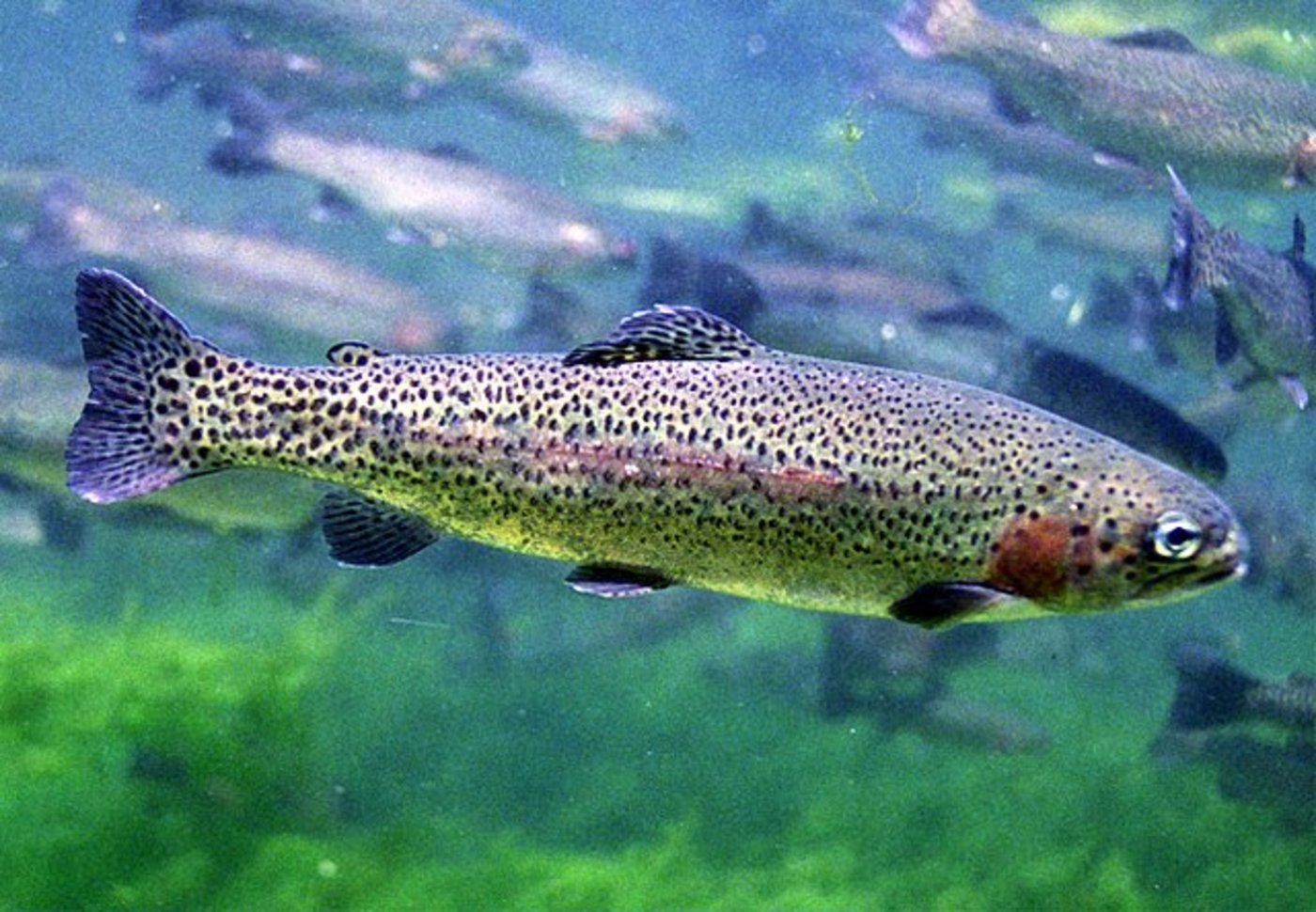 Die Kiemenzellen entnehmen die Forscher einer Regenbogenforelle. (Bild Engbretson, Eric / U.S. Fish and Wildlife Service - This image originates from the National Digital Library of the United States Fish and Wildlife Serviceat this pageDiese Markierung zeigt nicht den Urheberrechts-Status des anhängenden Werks an. Es ist in jedem Falle zusätzlich eine normale Lizenz-Vorlage erforderlich. Siehe Commons:Lizenzen für weitere Informationen.See Category:Images from the United States Fish and Wil