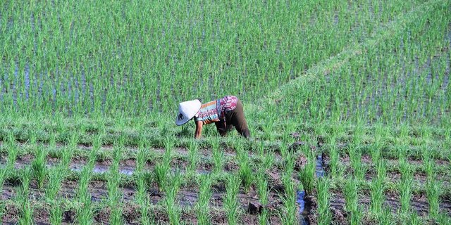 Nur ein kleiner Teil der Importe aus Indonesien seien Agrar- oder forstwirtschaftliche Produkte. Im Gegensatz zu den Pflanzenschutz-Initiativen sei das Freihandelsabkommen daher keine Bedrohung für die Schweizer Landwirtschaft – aber eine Chance für das inländische Gewerbe. (Bild cp1983 /Pixabay)