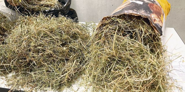 Die Kursteilnehmer(innen) beurteilten verschiedene Heuproben: Je mehr Struktur das Heu aufweist, je grüner die Farbe ist, je besser der Geruch und je weniger Staub es aufweist, desto besser ist die Qualität. 