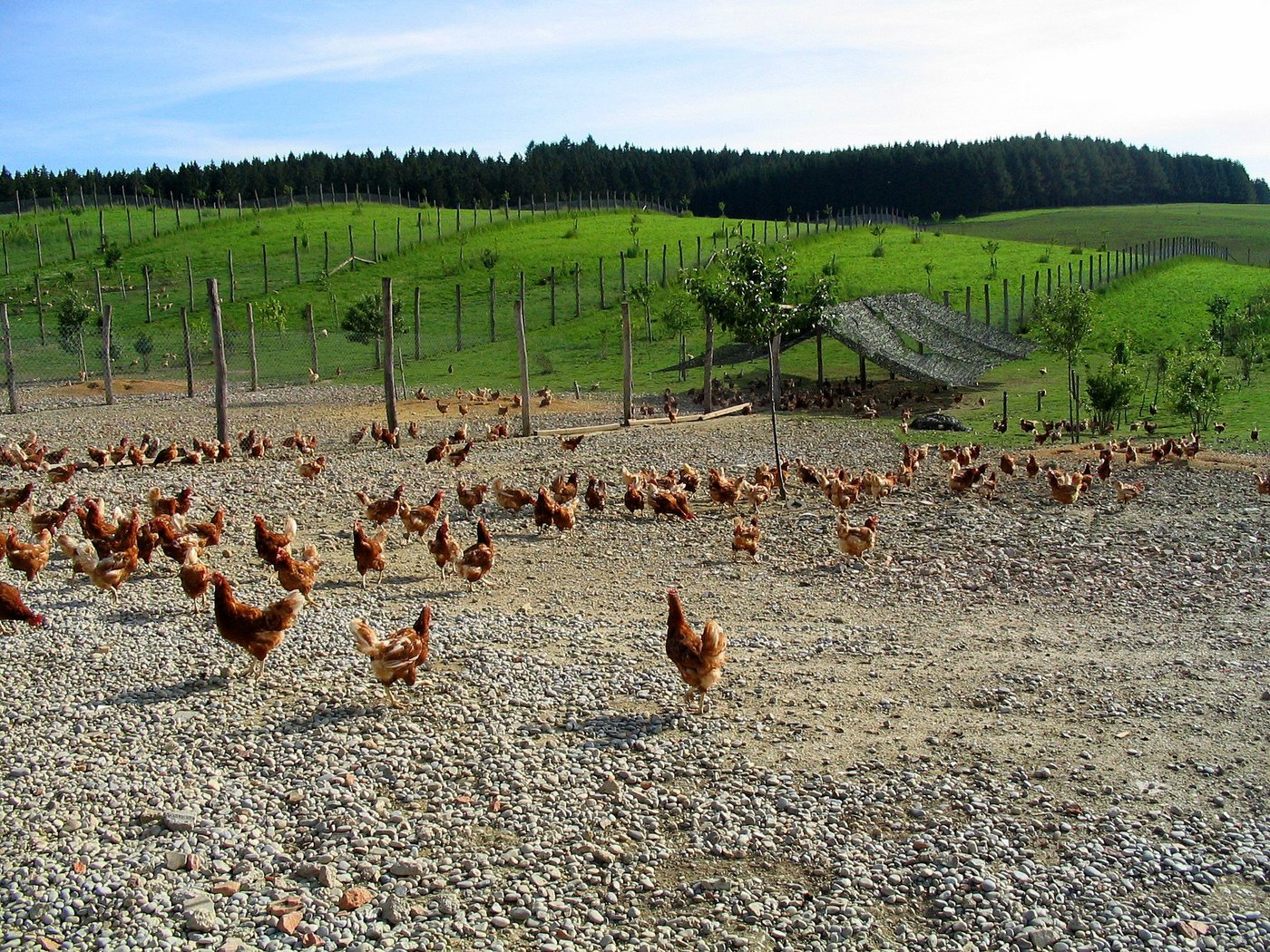 Der Grossverteiler Coop testet seit März das Zweinutzungshuhn. (Bild: BauZ)