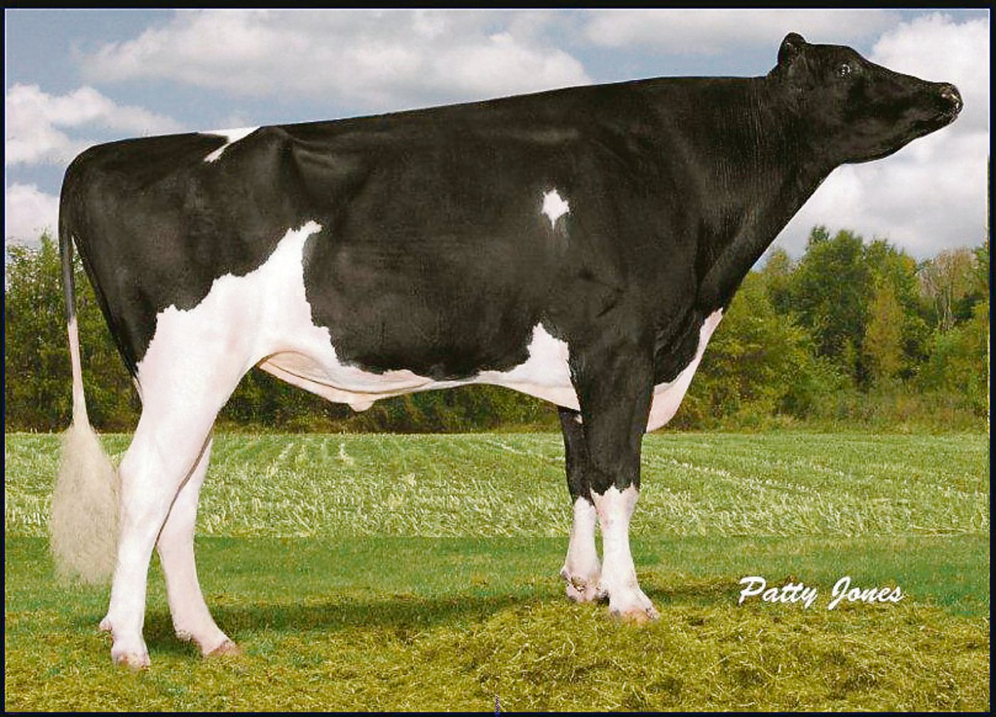  Braedale Goldwyn (Braedale Baler Twine)