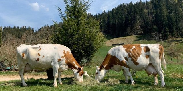 Zur grossen Mehrheit gehören sie nicht – aber es gibt sie, die alten Kühe: Luzia und Lotti wurden 15 Jahre alt. (Bild lid/rh)