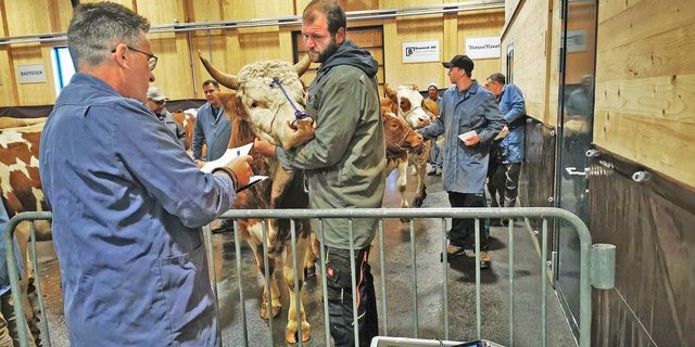 Zur Einschätzung der Alterklassen an den öffentlichen Märkten gehört der Blick ins Maul und das Zählen der Schaufeln nur noch bis Neujahr dazu. Ab dann zählt das biologische Alter.