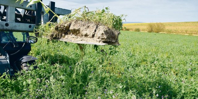 Gründüngungen sind für die Böden und für die Bodenlebewesen von grosser Bedeutung. 