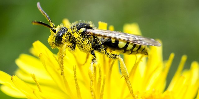 Kleinere Agrarflächen haben mehr Feldränder, die den Bienen Nistplätze und Blüten bieten und auch zur Orientierung dienen. (Bild Pixabay)