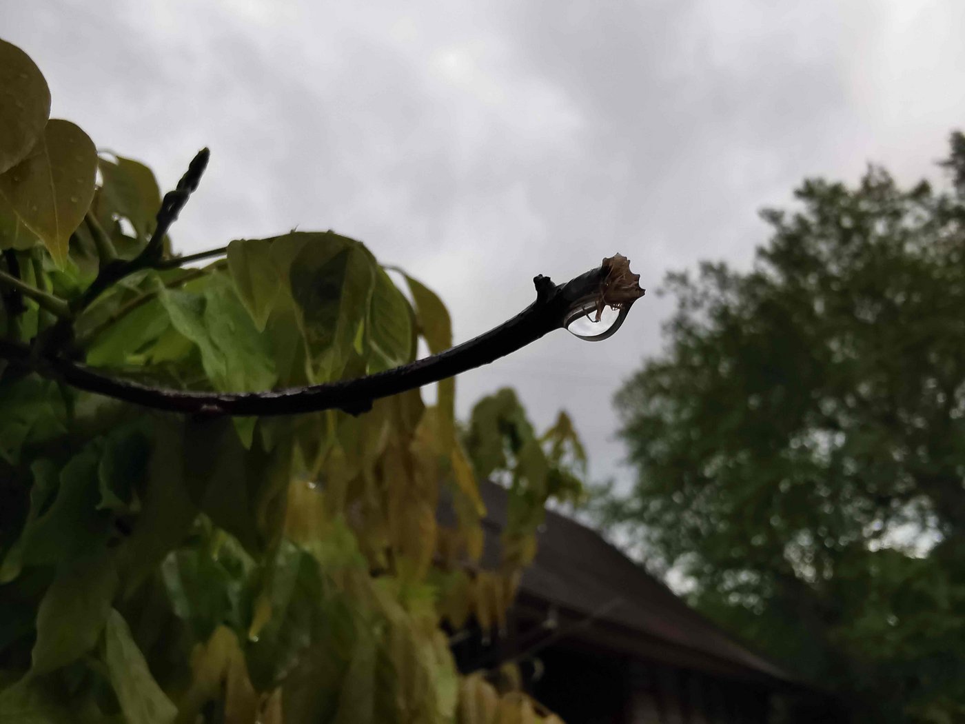 In der «magischen» Nacht auf den 1. Mai hat es in der ganzen Schweiz verbreitet geregnet. (Bild sb)