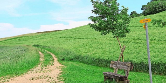 Bei einem zertrampelten Feldrand kann theoretisch Schadenersatz geltend gemacht werden – in der Praxis ist dies jedoch schwierig.