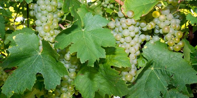 Die Walliser Weinkontrolle nutzt seit vergangenem Herbst ein neues Programm zur Weinlesekontrolle. (Symbolbild Archiv BauZ)