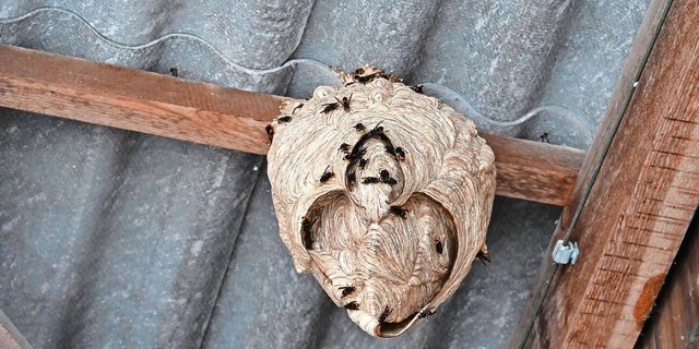 In einem grossen Sekundärnest können bis zu 3500 Asiatische Hornissen leben. Dieses Nest ist noch kleiner, wäre aber täglich stark gewachsen. 