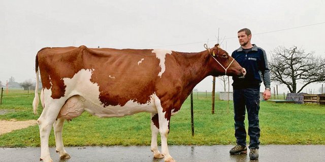 Für Reto von Dach ist Leonard Naomi eine besondere Kuh im Stall. (Bild pf)