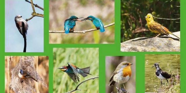 Die Fotos von Ueli Zobrist zeigen die Vielfalt der einheimischen Vogelwelt. (Bilder Ueli Zobrist)