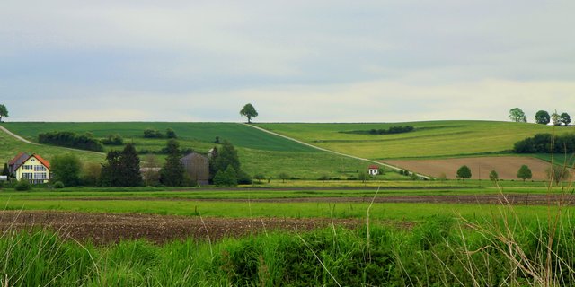 Eine Überprüfung soll zeigen, inwiefern Bäume ausserhalb des Waldes gefördert werden könnten. (Symbolbild bboellinger / Pixabay)