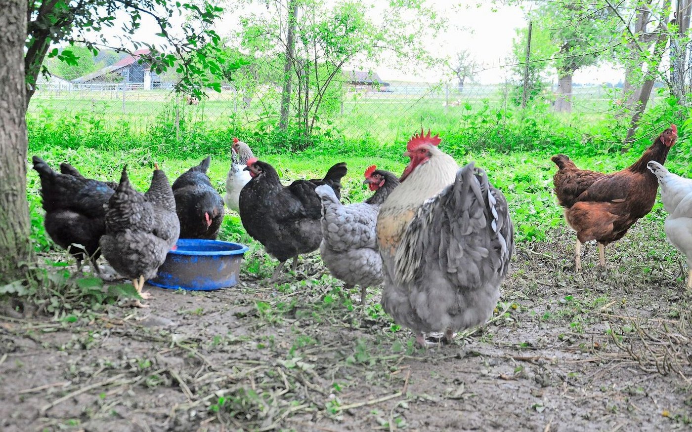 Auch in der Schweiz werden immer wieder Fälle von Vogelgrippe bekannt. Im Winter ist das Risiko besonders hoch. 