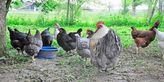 Auch in der Schweiz werden immer wieder Fälle von Vogelgrippe bekannt. Im Winter ist das Risiko besonders hoch. 