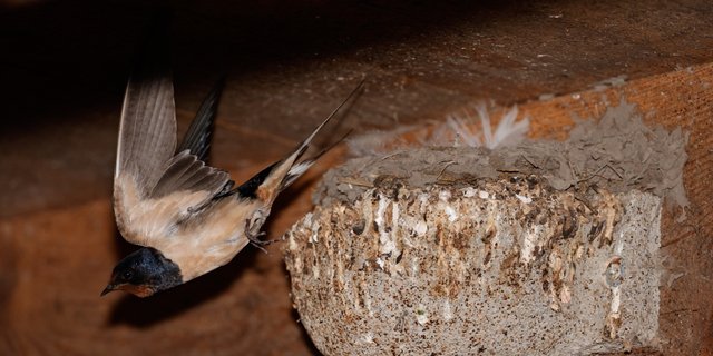 Eine Rauchschwalbe auf Futterjagd. Bild: Peter Röthlisberger/«die grüne»