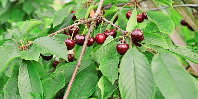 Die konventionellen Kirschen in gedeckten Anlagen präsentieren sich dank des Witterungsschutzes aktuell hervorragend.  