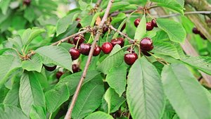 Die konventionellen Kirschen in gedeckten Anlagen präsentieren sich dank des Witterungsschutzes aktuell hervorragend.  