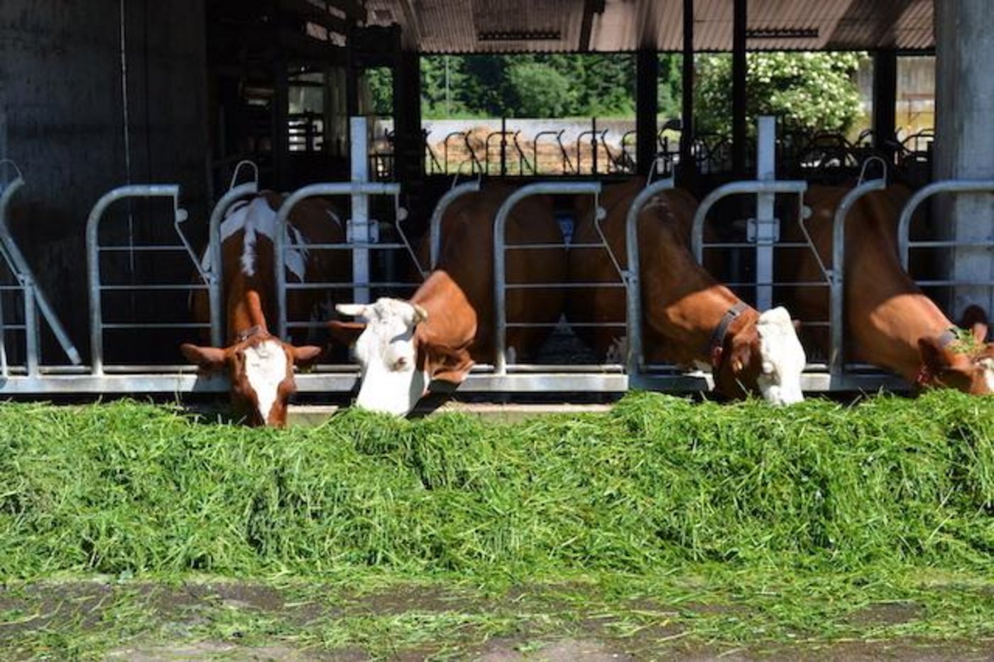 In Schweizer Ställen stehen weniger Milchkühe als auch schon. (Bild jsc)