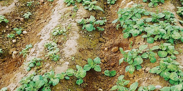 Im Karottenfeld des anonymen Landwirts dominiert der Durchwuchs der Ausfallkartoffeln vom vergangenen Jahr. (Bilder zVg)