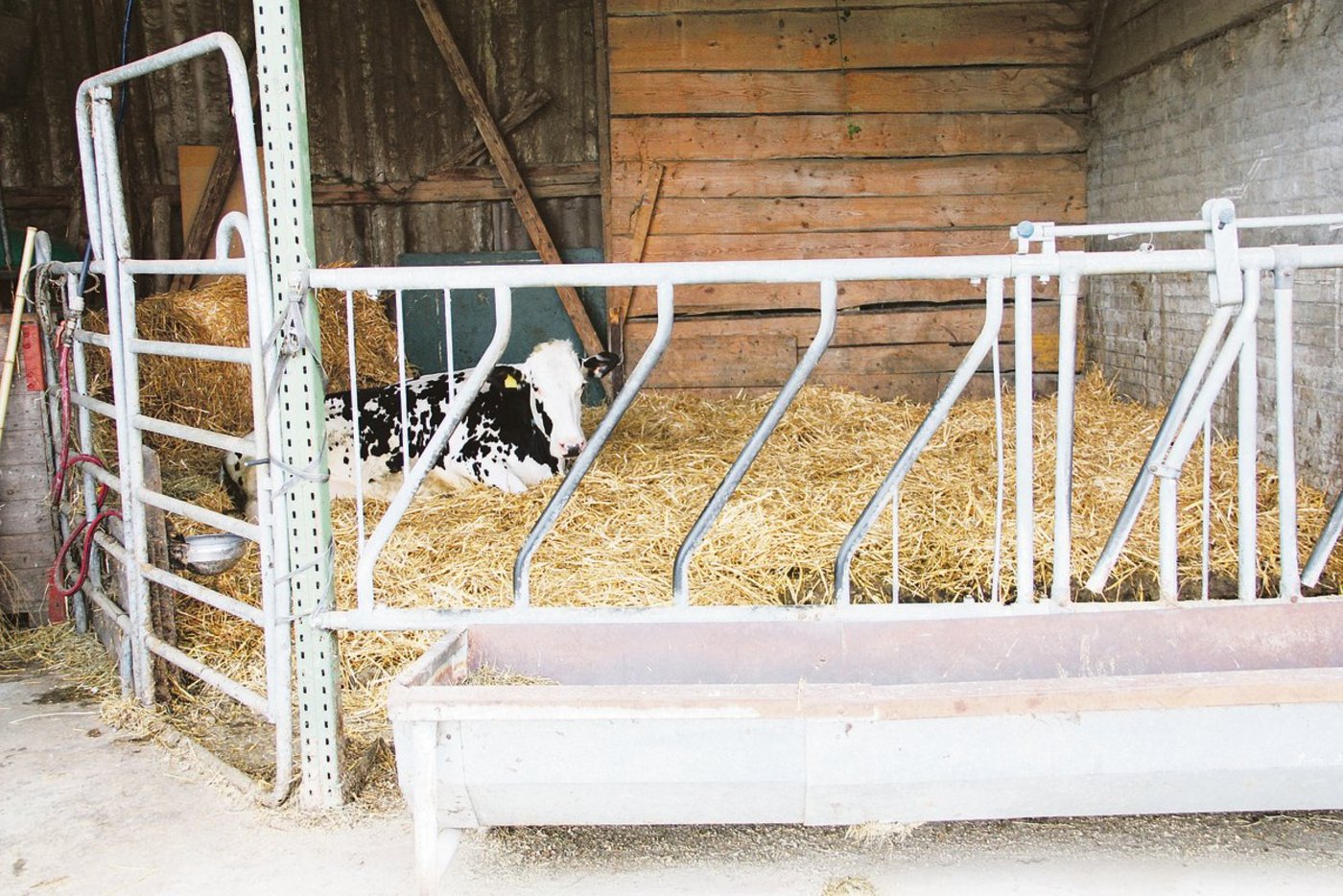 Die Auslaufvorschriften bei Kühen in der Abkalbebox müssen eingehalten werden, oder der Betriebsleiter kann ein Arztzeugnis vorweisen. (Bild aw)