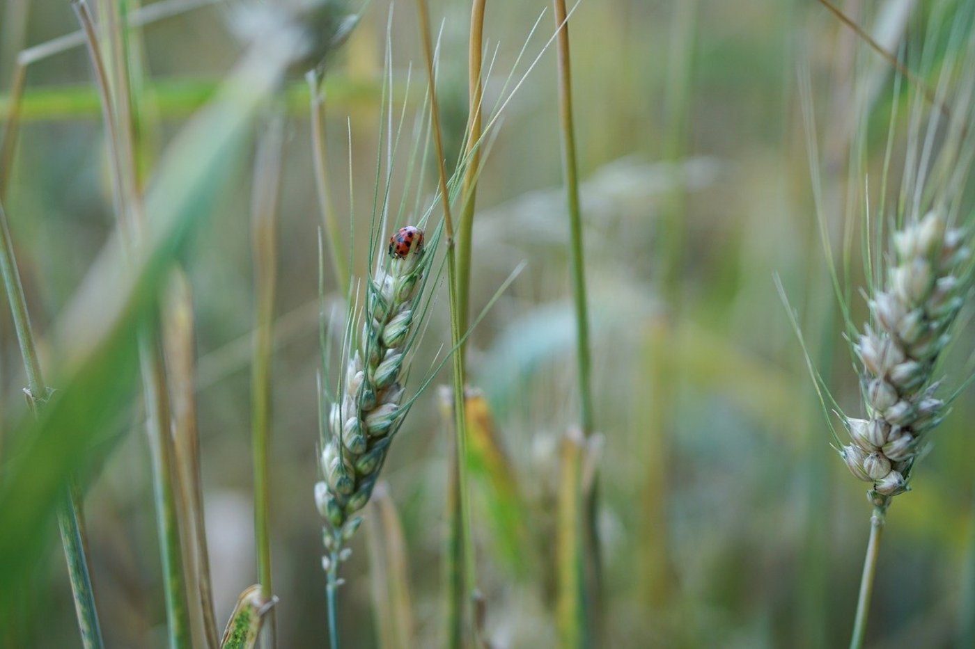 Bio ist in, und zwar rund um den Globus. Nur China bildet eine Ausnahme: Dort ging von 2018 bis 2019 die biologisch bewirtschaftete Fläche zurück. (Bild kirahoffmann/Pixabay)