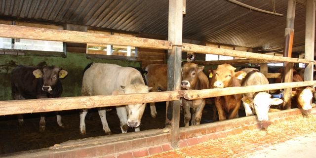 Das grosse Bankvieh profitiert vom Regenwetter: Preisaufschlag für nächste Woche ab dem 20. Juni um 10 Rp. auf Fr. 9.10 pro kg SG für Muni, Rinder, Ochsen. (Bild BauZ)