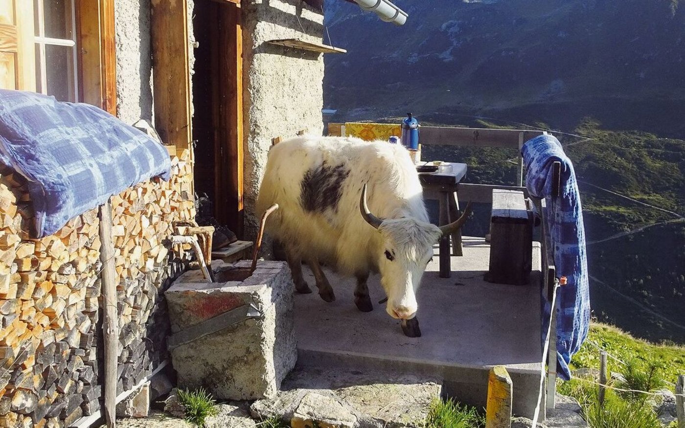 Dieses Yak nimmt die Terrasse in Beschlag.