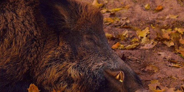 Vor einem Berliner Supermarkt hat ein pensionierter Metzger ein Wildschwein geschlachtet. (Symbolbild Pixabay)
