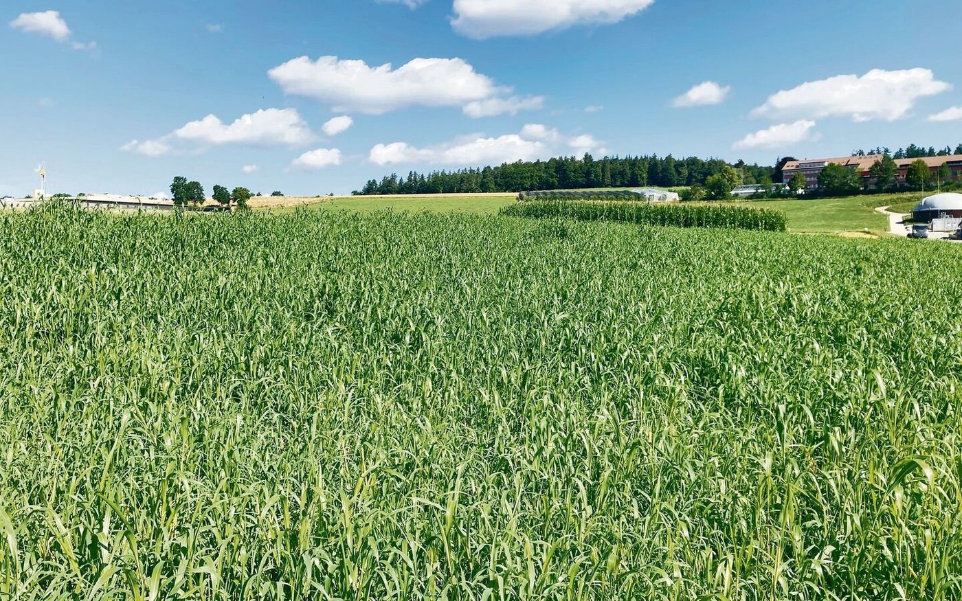 Sudangrasweide vor …