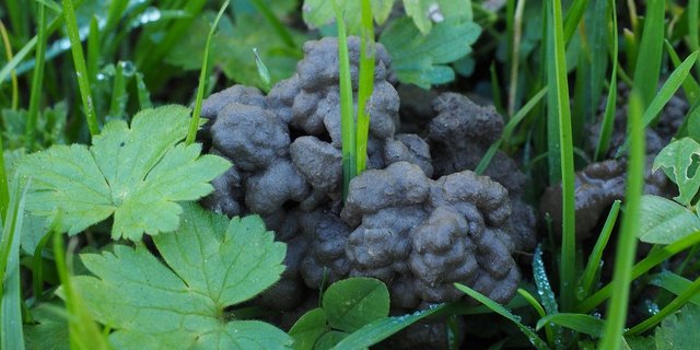 Man möchte mit den Tafeln auf die Wichtigkeit des Bodenschutzes sensibilisieren und Aufklärung betreiben zur Förderung des Biolandbaus. (Bild Hans / Pixabay) 