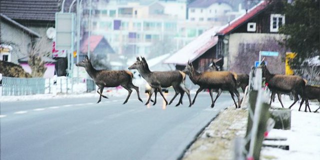 Zwischen Bad Ragaz und Mels kam es im Januar und in den ersten Februartagen bereits zu zehn Verkehrsunfällen mit Hirschen. (Bild zVg)