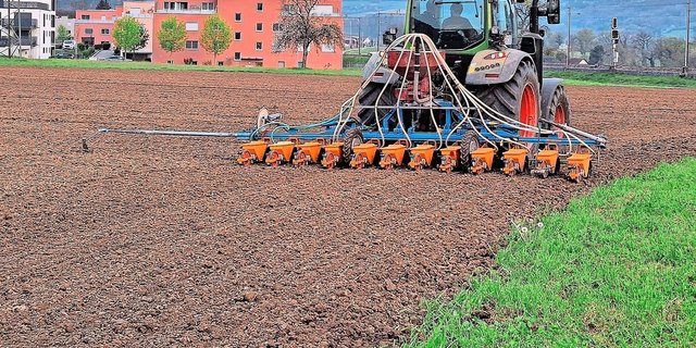Die Zuckerrübensaat ist in vollem Gange. Dort, wo früh gesät wurde, steht die Schneckenfrass-Kontrolle an.