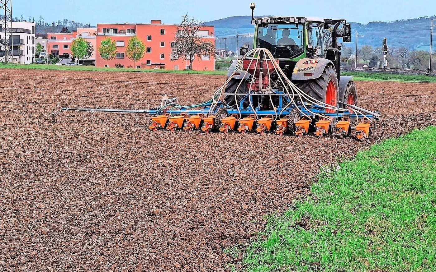 Die Zuckerrübensaat ist in vollem Gange. Dort, wo früh gesät wurde, steht die Schneckenfrass-Kontrolle an.