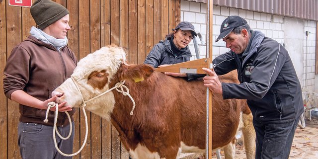 Janine Braun, Anet Spengler und Hans Braun mit dem Swiss Fleckvieh-Stier Caro während der Aufzuchtphase. Bild: Marion Nitsch
