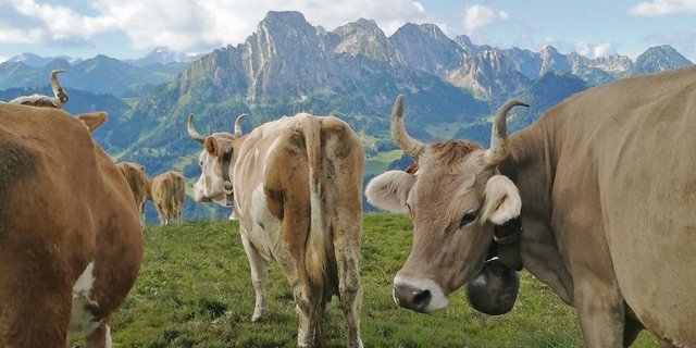 Die Kühe mit der Gebirgskette im Hintergrund. «Ist das nicht wunderbar?», fragt Toni Bergmann. (Bild Toni Bergmann)