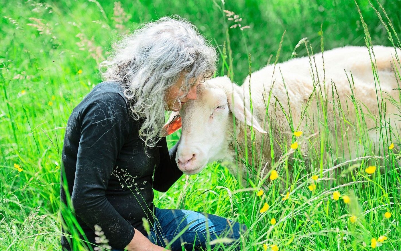 Der Hammel Luca geniesst die Streicheleinheiten sichtlich.