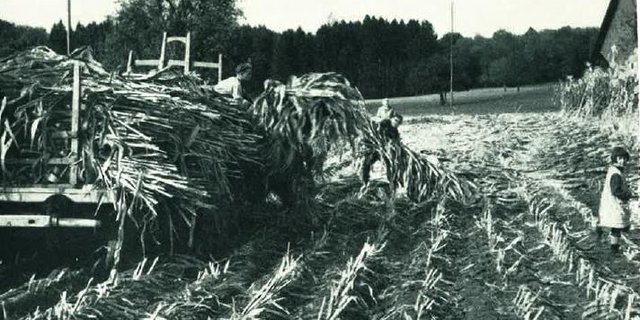 Damals war auf dem Feld noch mehr Handarbeit gefragt. (Bild E. Boss, Schweiz. Bauernsekretariat)