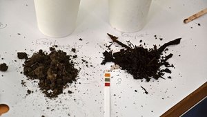 Gute Komposterde (rechts) darf Holzstückchen enthalten, sie sollten sich aber nach Ende der Reifezeit zwischen den Fingern zerreiben lassen. Indikatorpapier zeigt den pH-Wert, der zwischen  7,2 – 7,6 liegen sollte.
