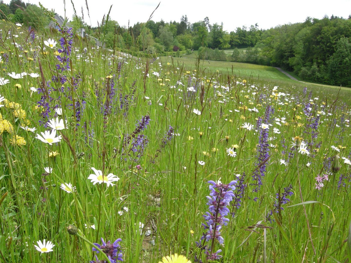 Diese Blumenwiese im zürcherischen Zumikon ist Bestandteil des Naturnetzes Pfannenstil. Bilder zVg. 