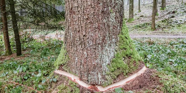 Nein, da waren keine Frevler am Werk. An Mondtagen wurden geeignete Bäume geringelt, um den Saftstrom zu unterbrechen. Gefällt wird erst nach der Austrocknung.  (Bilder Josef Scherer)